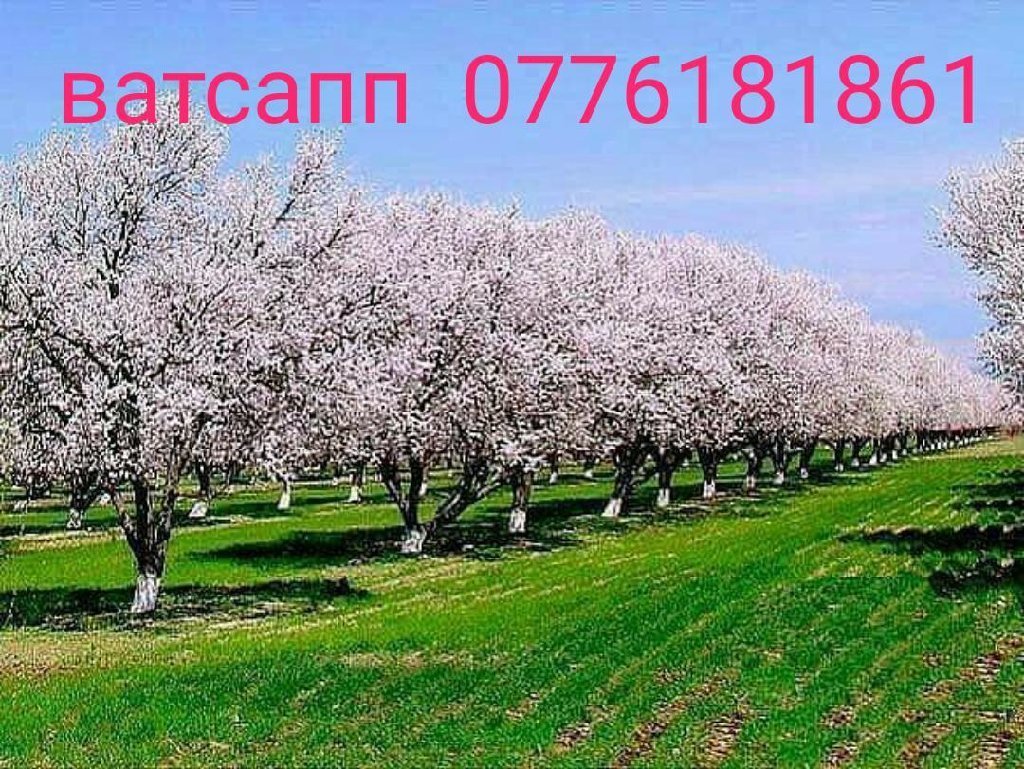 Bahor rasmlar. Цветение урюка в Узбекистане. Исфара абрикосовые сады. Цветущий абрикосовый сад Армения. Урюковый сад цветет.