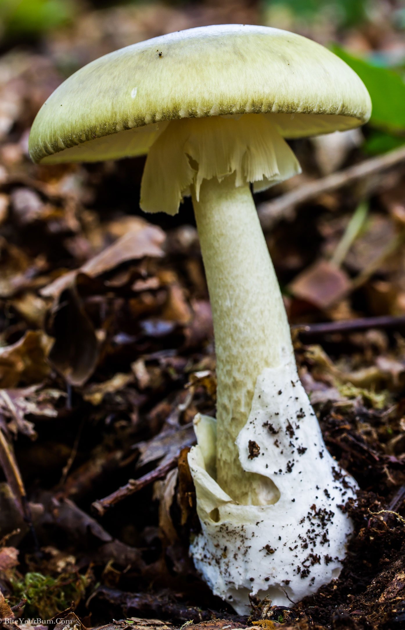 Тип бледной поганки. Бледная поганка гриб. Бледная поганка (Amanita phalloides). Бледная погоганка гриб. Белая поганка гриб.