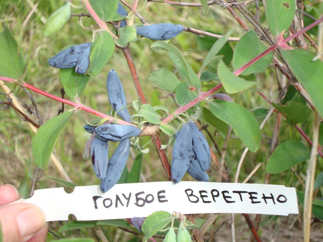 Жимолость описание фото отзывы. Жимолость съедобная голубое Веретено. Lonicera caerulea жимолость голубая. Жимолость голубое Веретено. Жимолость Камчатская голубое Веретено.