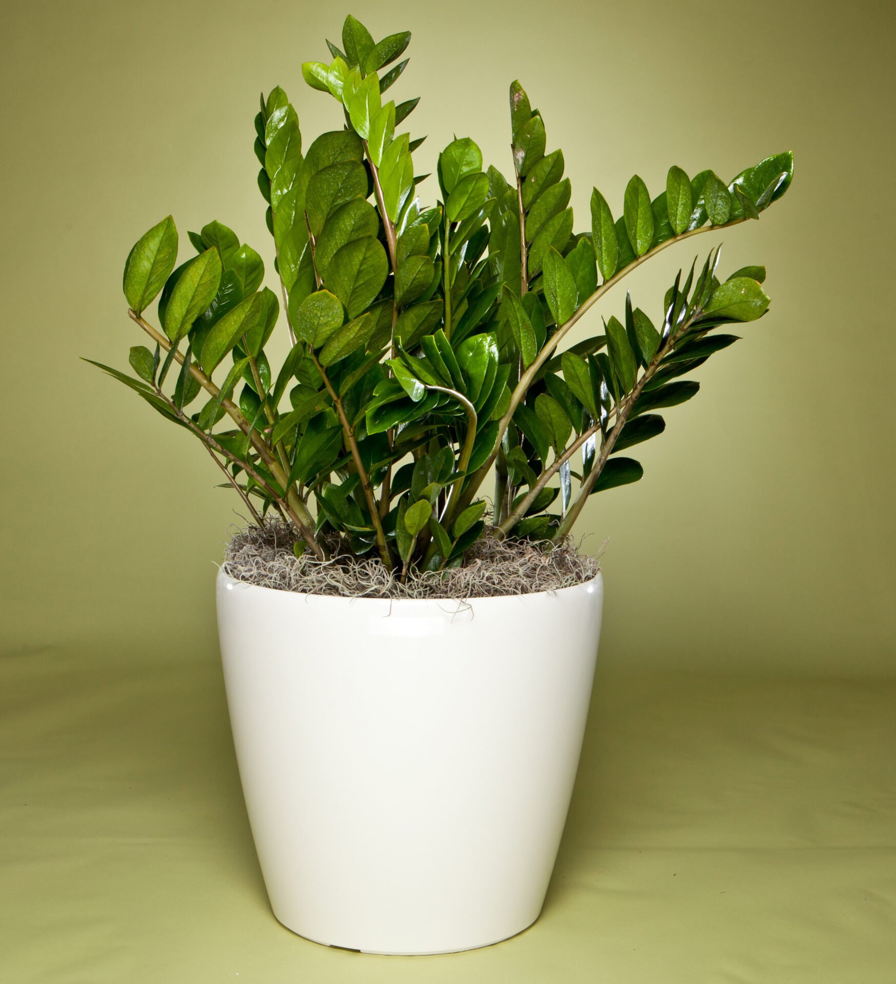 Папоротник душистый (Zamioculcas zamiifolia