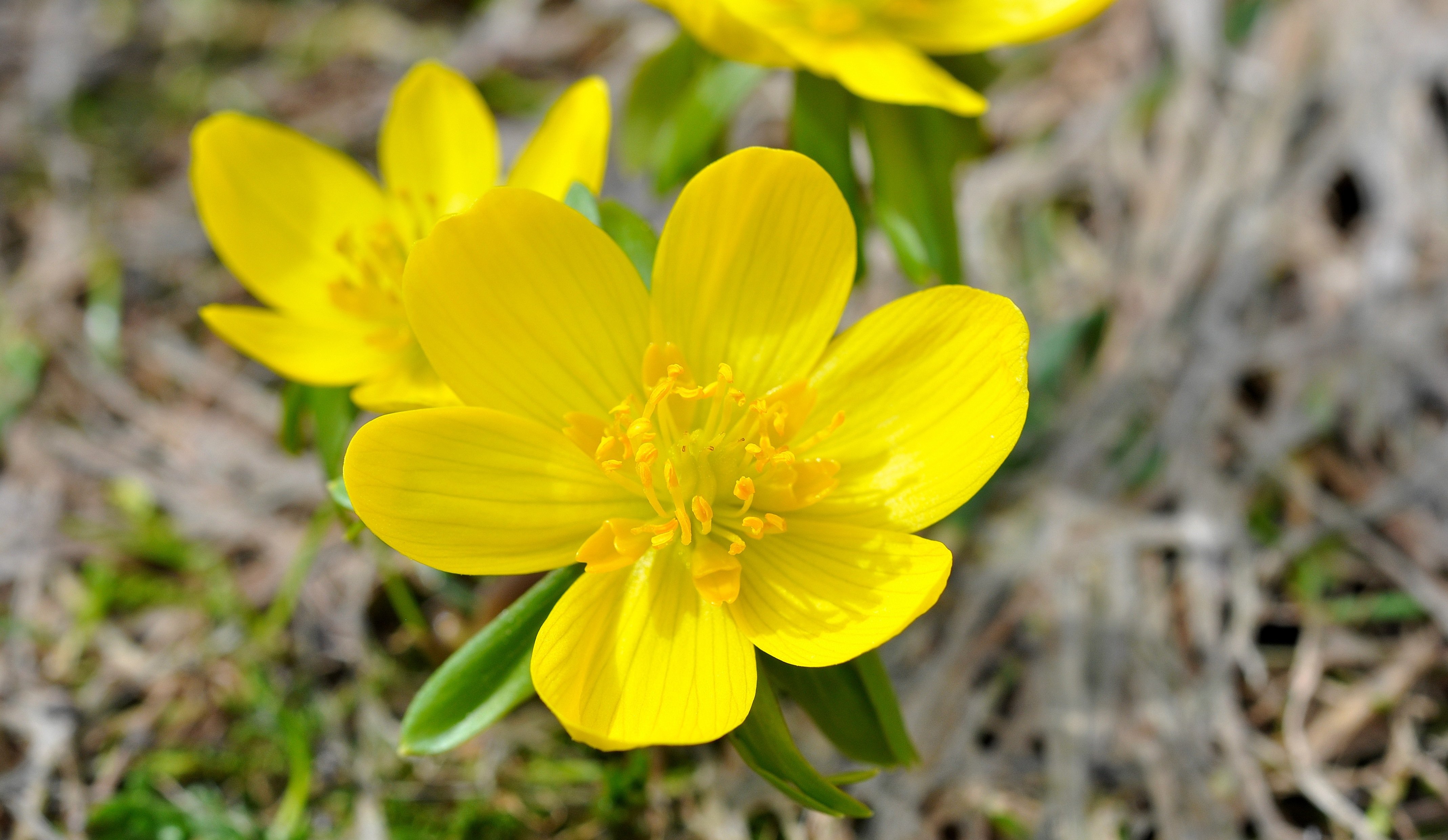 Желтые ранние цветы весной как называется. Лютик желтый первоцвет. .Coтрова Лесная жёлтые цветы. Желтоцветущие весенники. Winterling цветок.
