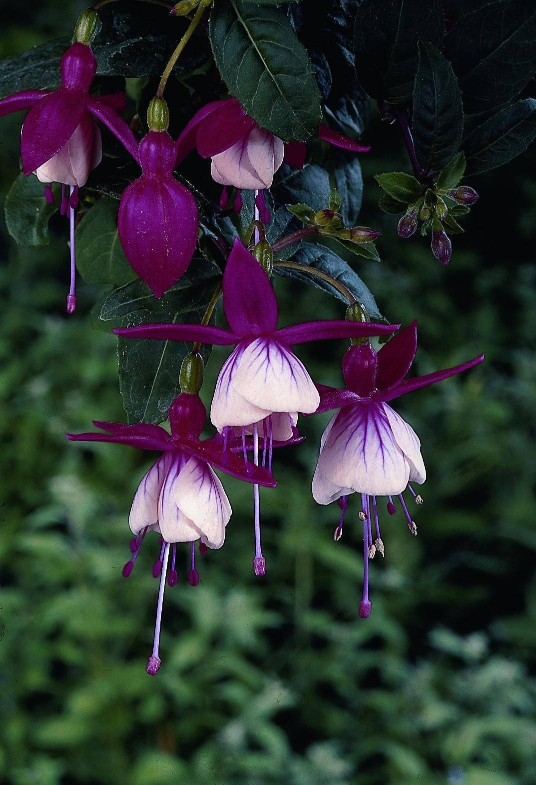 Фуксия гибридная Fuchsia hybrida