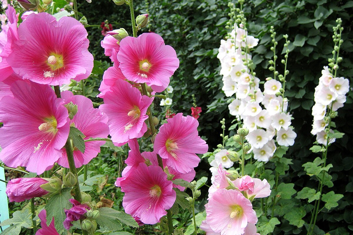 Мальва – Alcea rosea