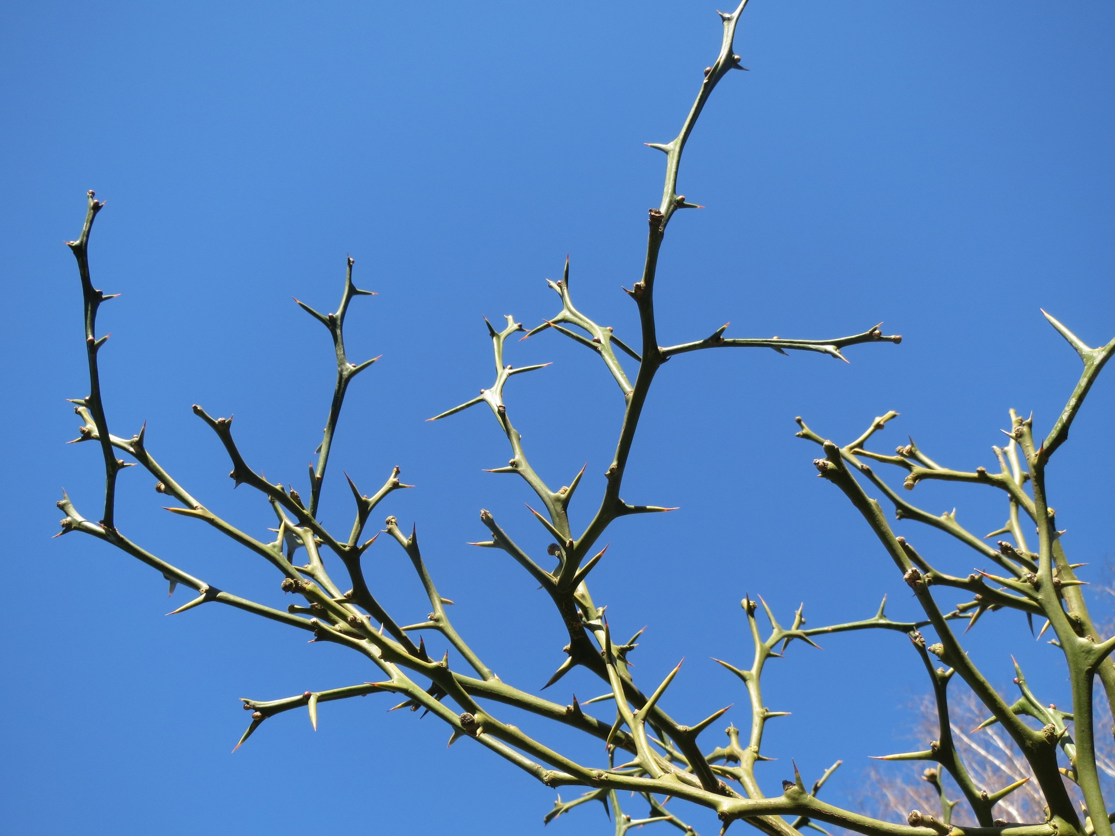 Lamzu thorn. Poncirus trifoliata в хорошем качестве. Терновый куст колючки. Понцирус ветка. Терновый куст цветы.