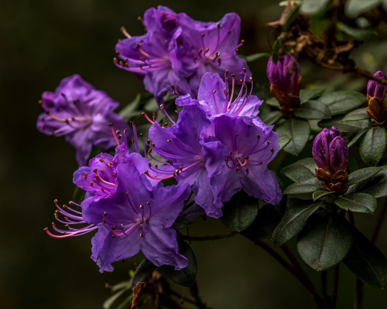 Rhododendron fortunei