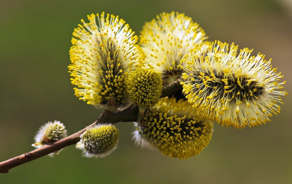 Salix caprea РїР»РѕРґС‹