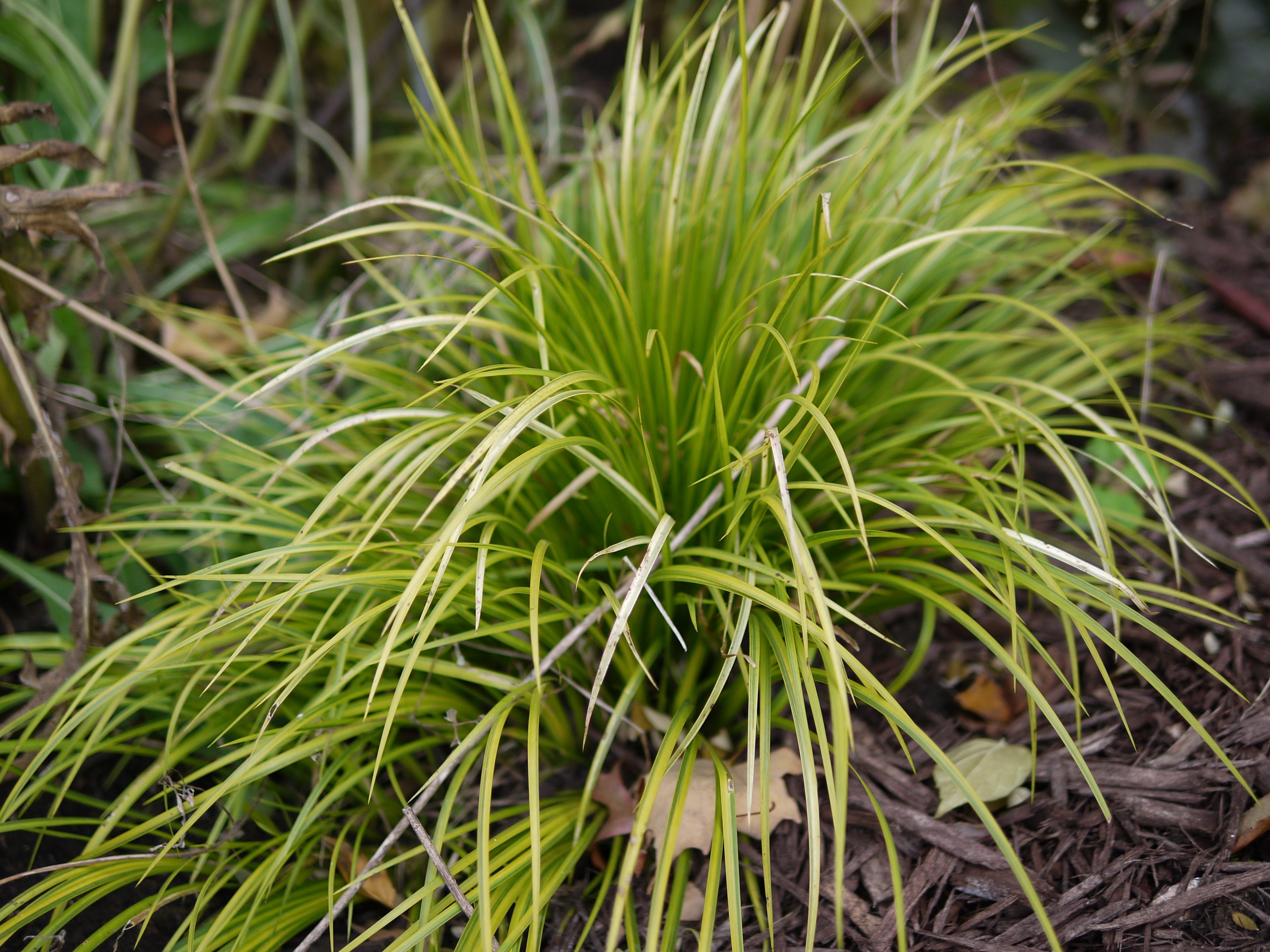 Осока это. Осока Болотная. Осока магелланская. Осока Carex. Осока парвская.