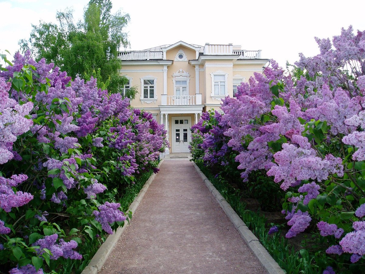 Сирень венгерская Живая изгородь