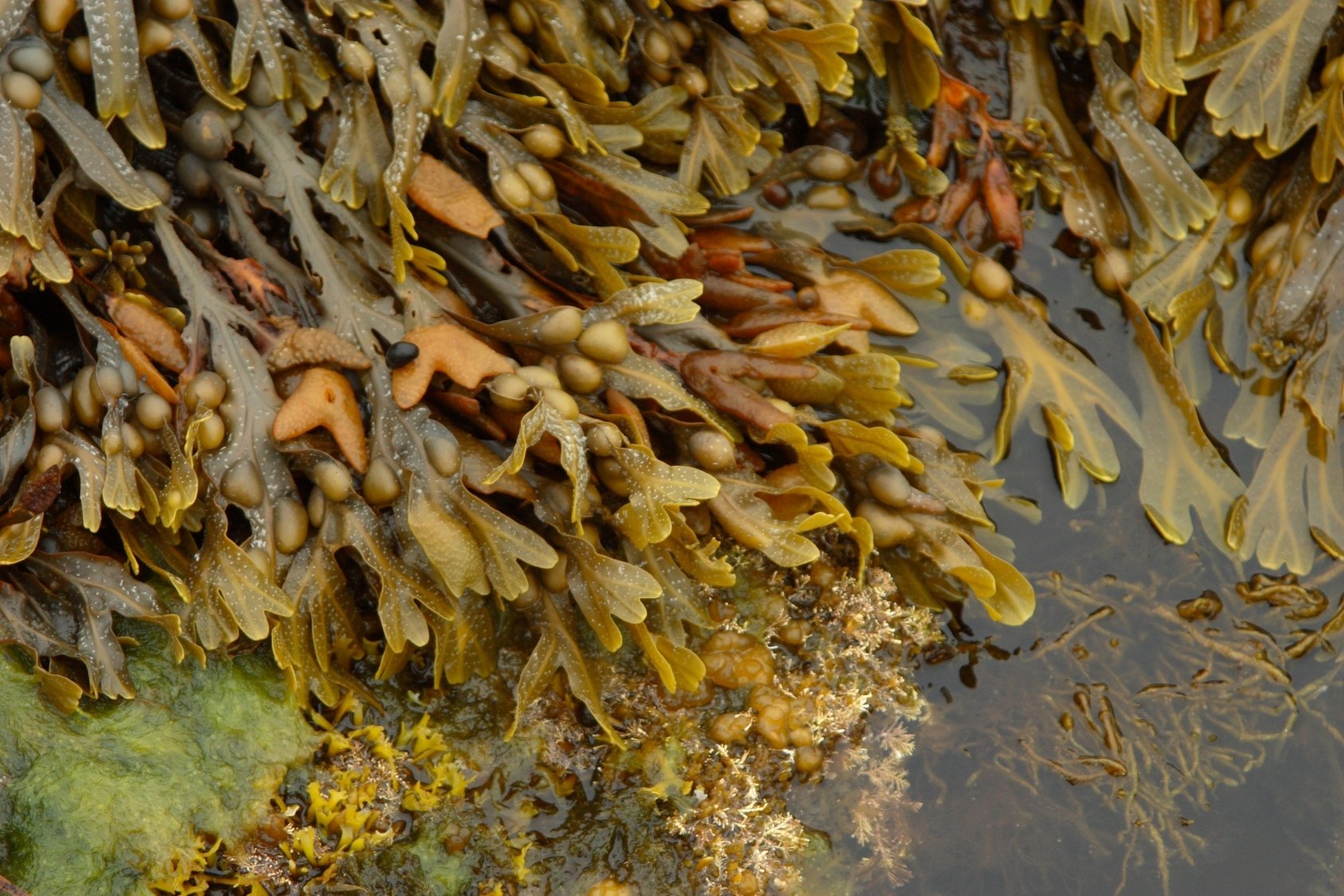Бурые водоросли глубоководные