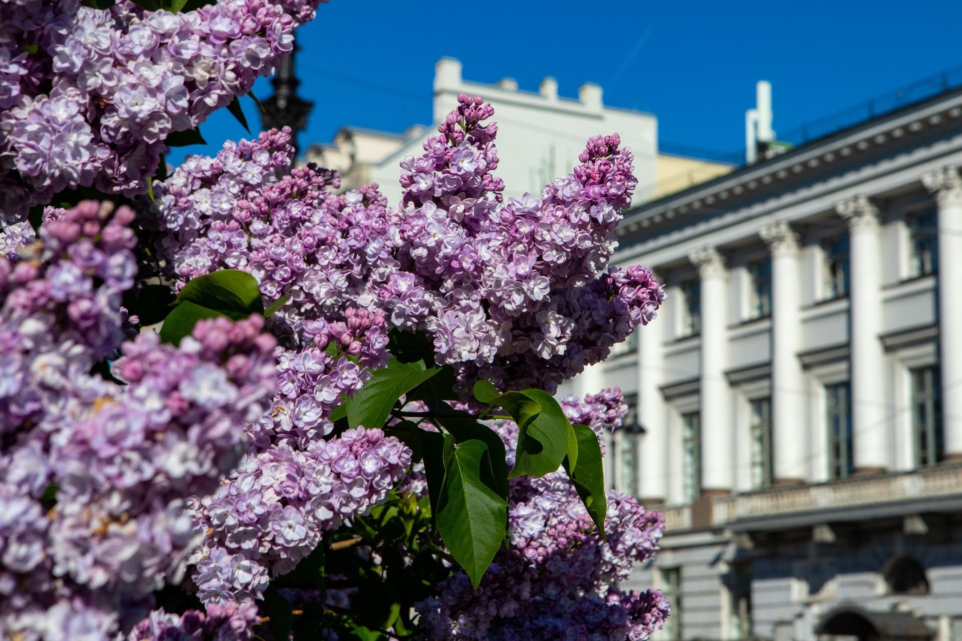 Смоленск собор сирень