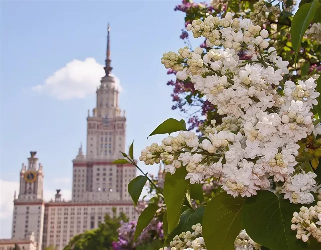 Смоленск собор сирень