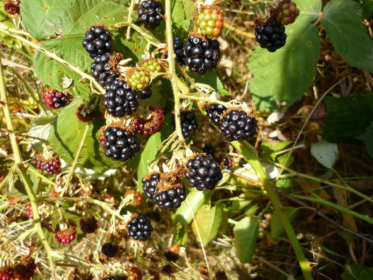 Дикая ежевика. Лесная ягода куманика. Ежевика Лесная куст. Ежевика Лесная Дикая. Дикая ежевика куст.