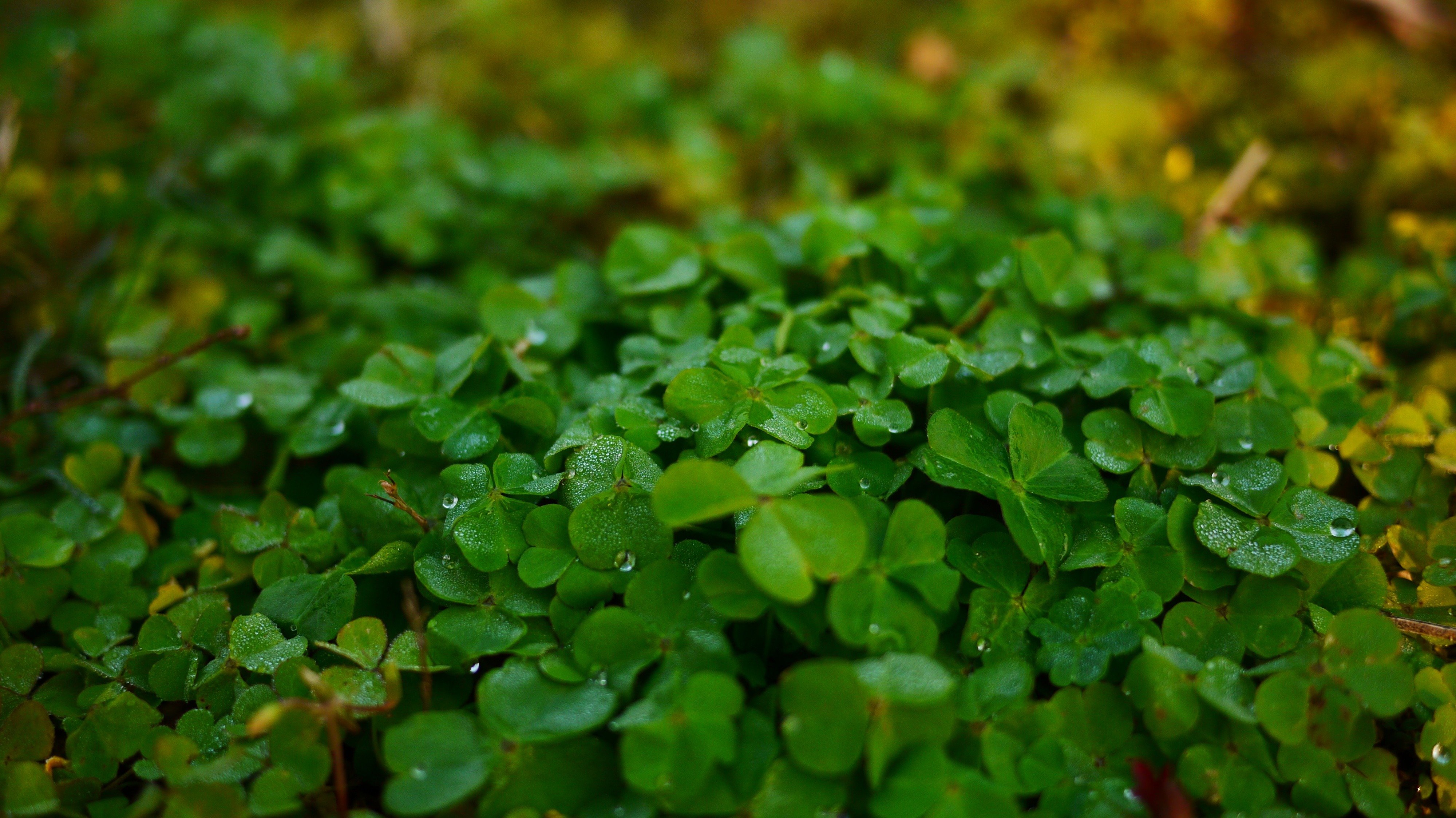 Green clover. Семилистный Клевер. Клевер мох. Лист клевера. Клевер четырехлистный макро.