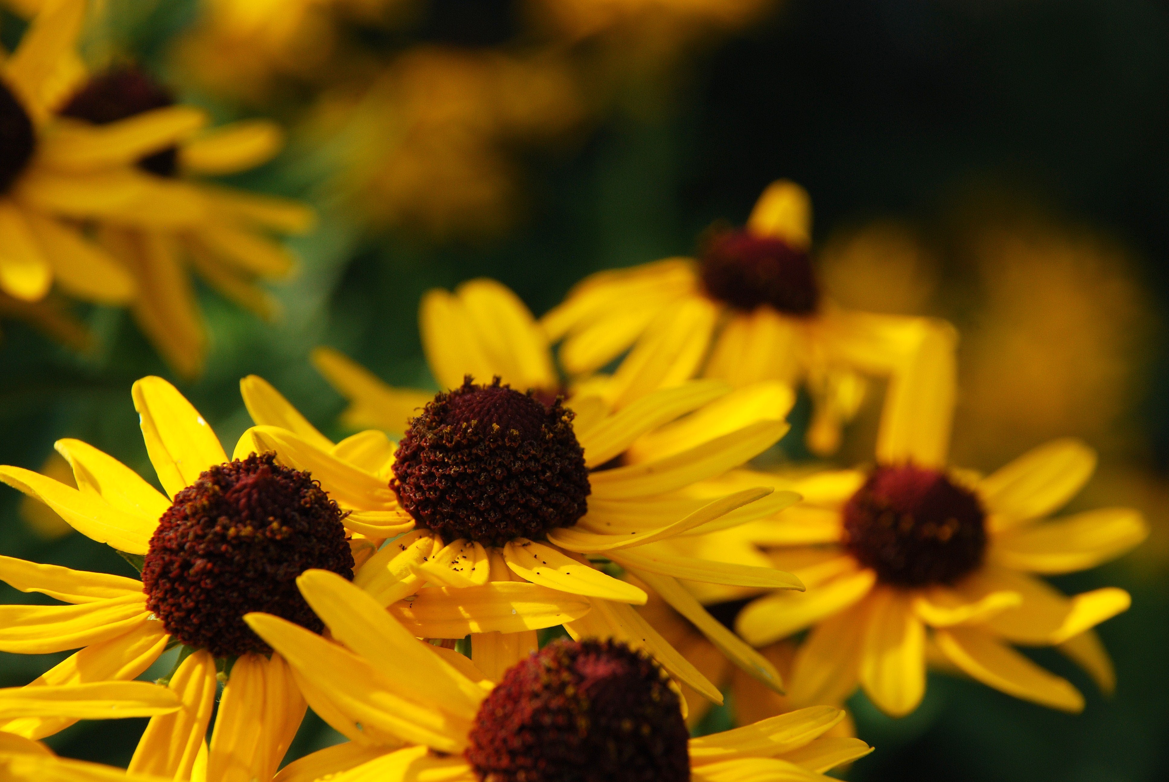 Желтые цветы с коричневой серединкой название фото