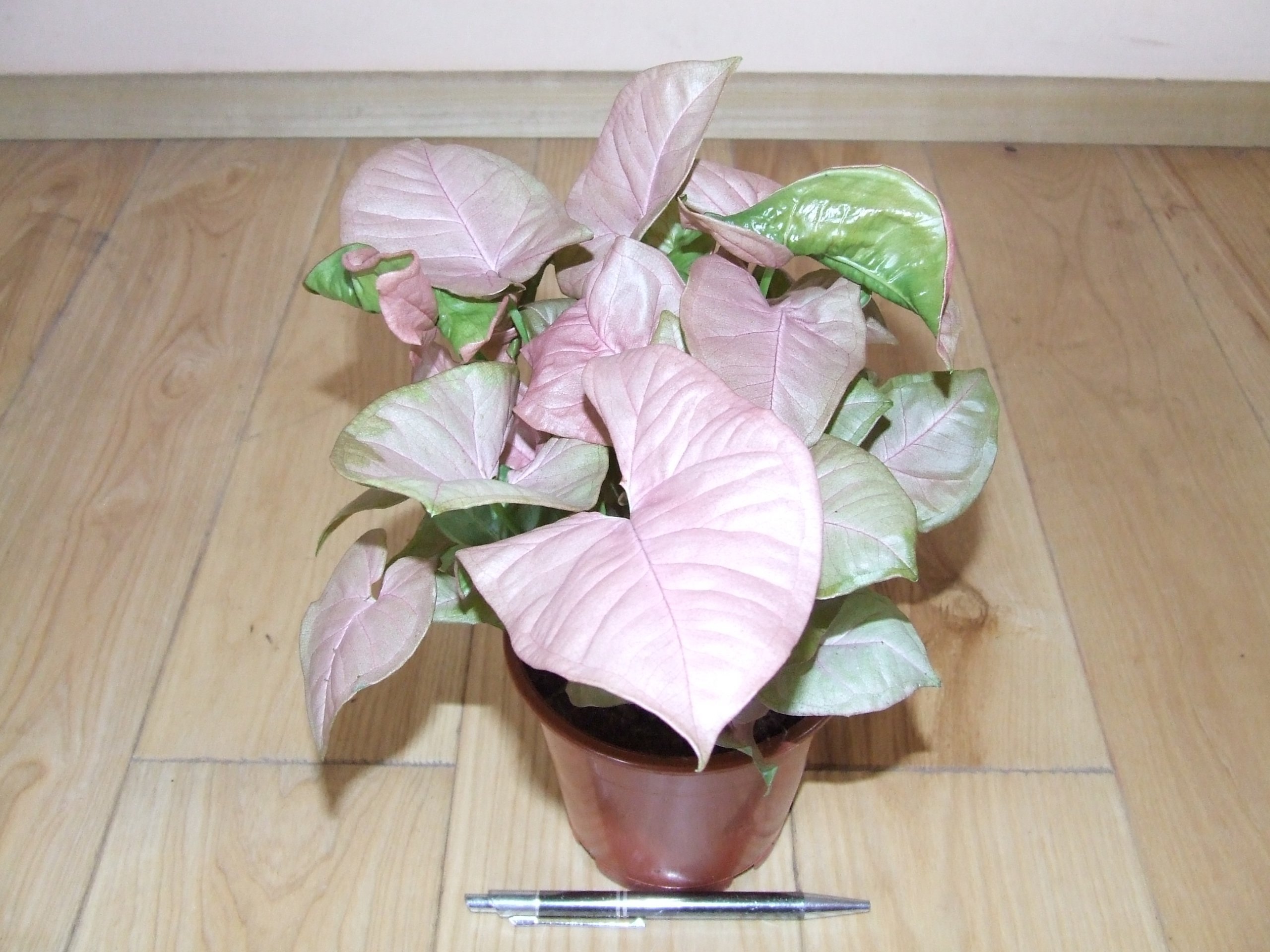 Syngonium Neon robusta