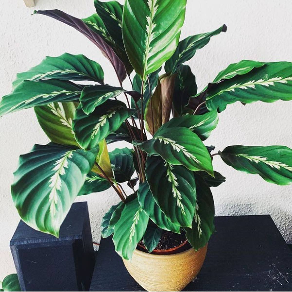 Калатея Луизы (Calathea louisae