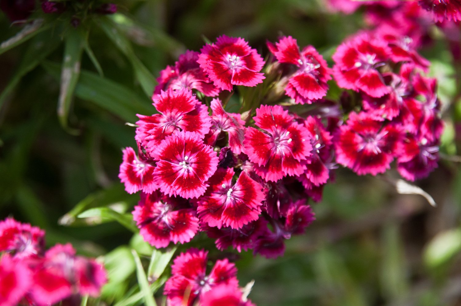 Гвоздика сорта с фото и названиями многолетняя. Гвоздика бородатая - Dianthus barbatus. Диантус, гвоздика (турецкая). Гвоздика Барбатус махровая. Барбатус турецкая гвоздика.