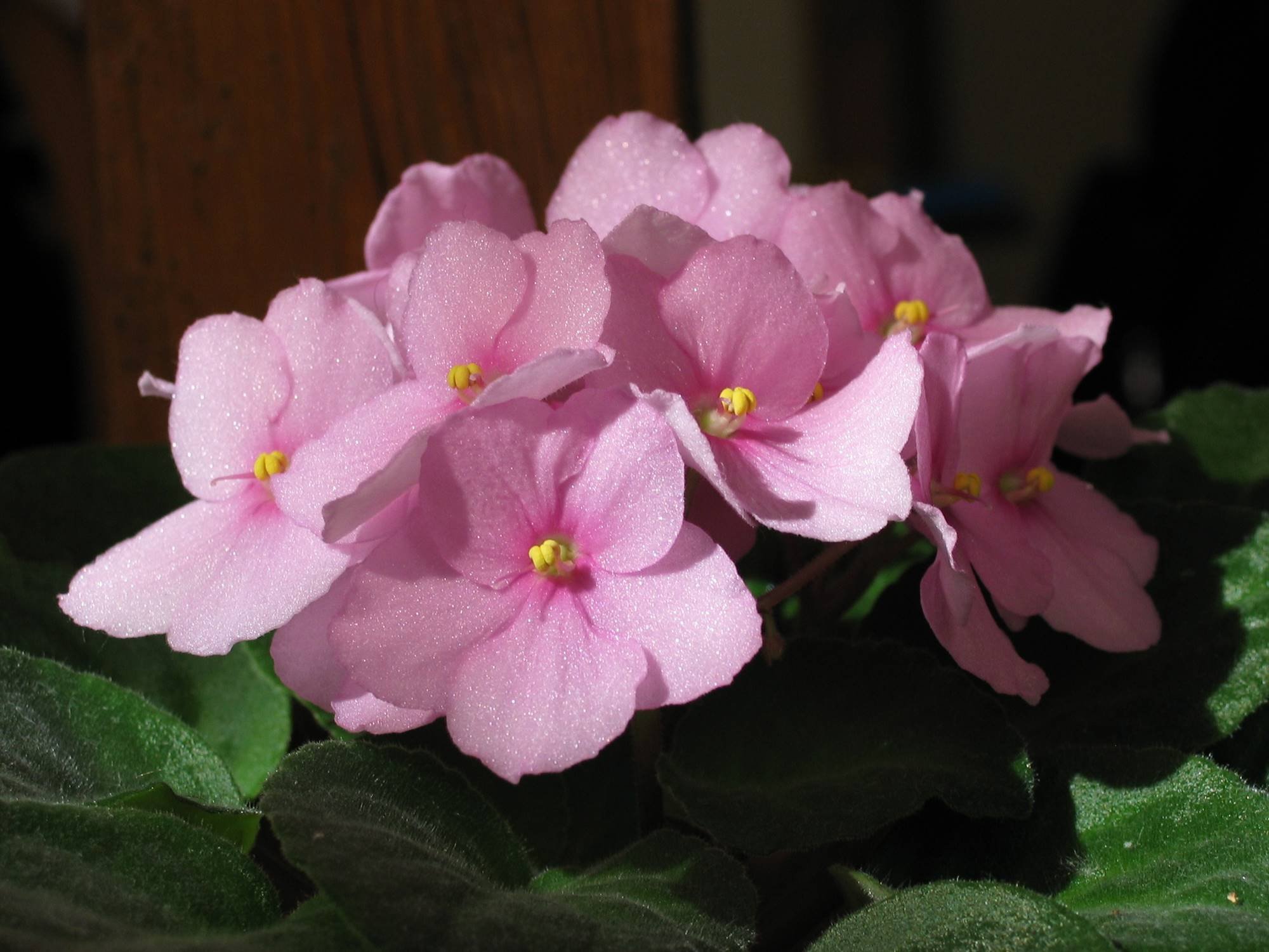 Фиалка Pink African Violet