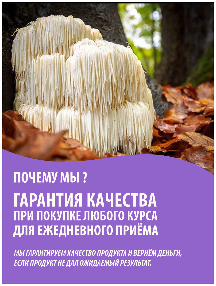 Ежовик гребенчатый мицелий. Ежовик гребенчатый в капсулах. Мицелий ежевика гребенчатого. Ежевик гребенчатый дозировка.