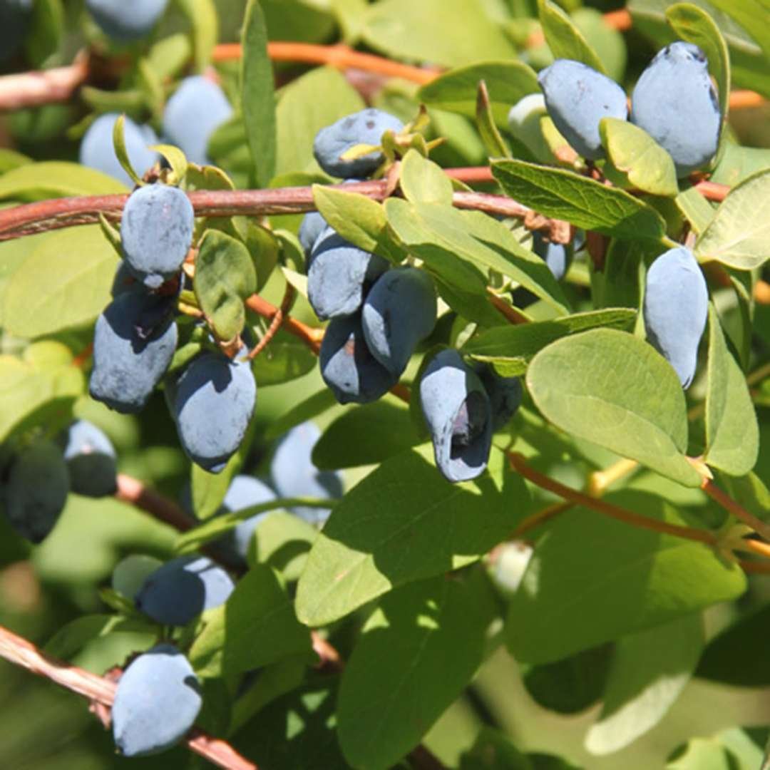 Lonicera caerulea (жимолость синяя, голубая)