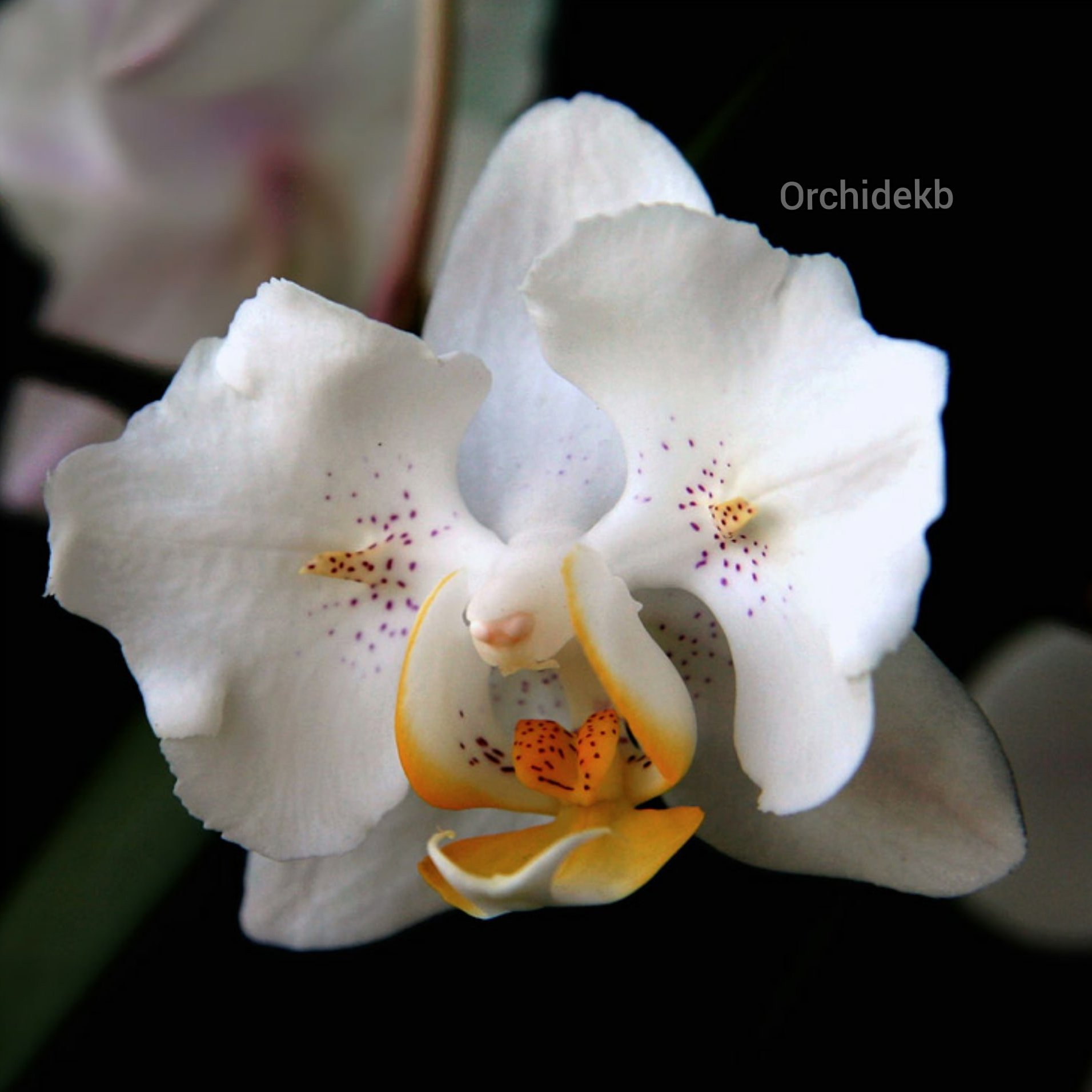 орхидея шоколад фото и описание сорта
