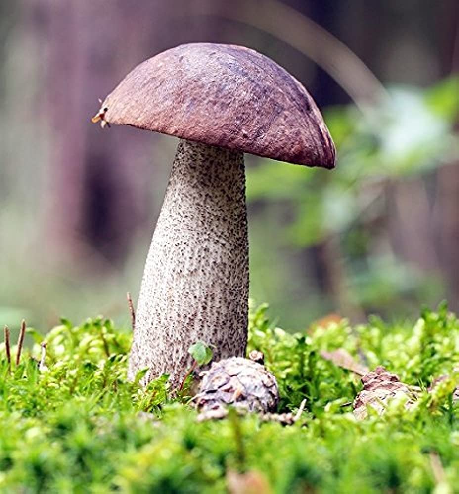 Подосиновик серый. Leccinum melaneum. Обабок черный гриб.