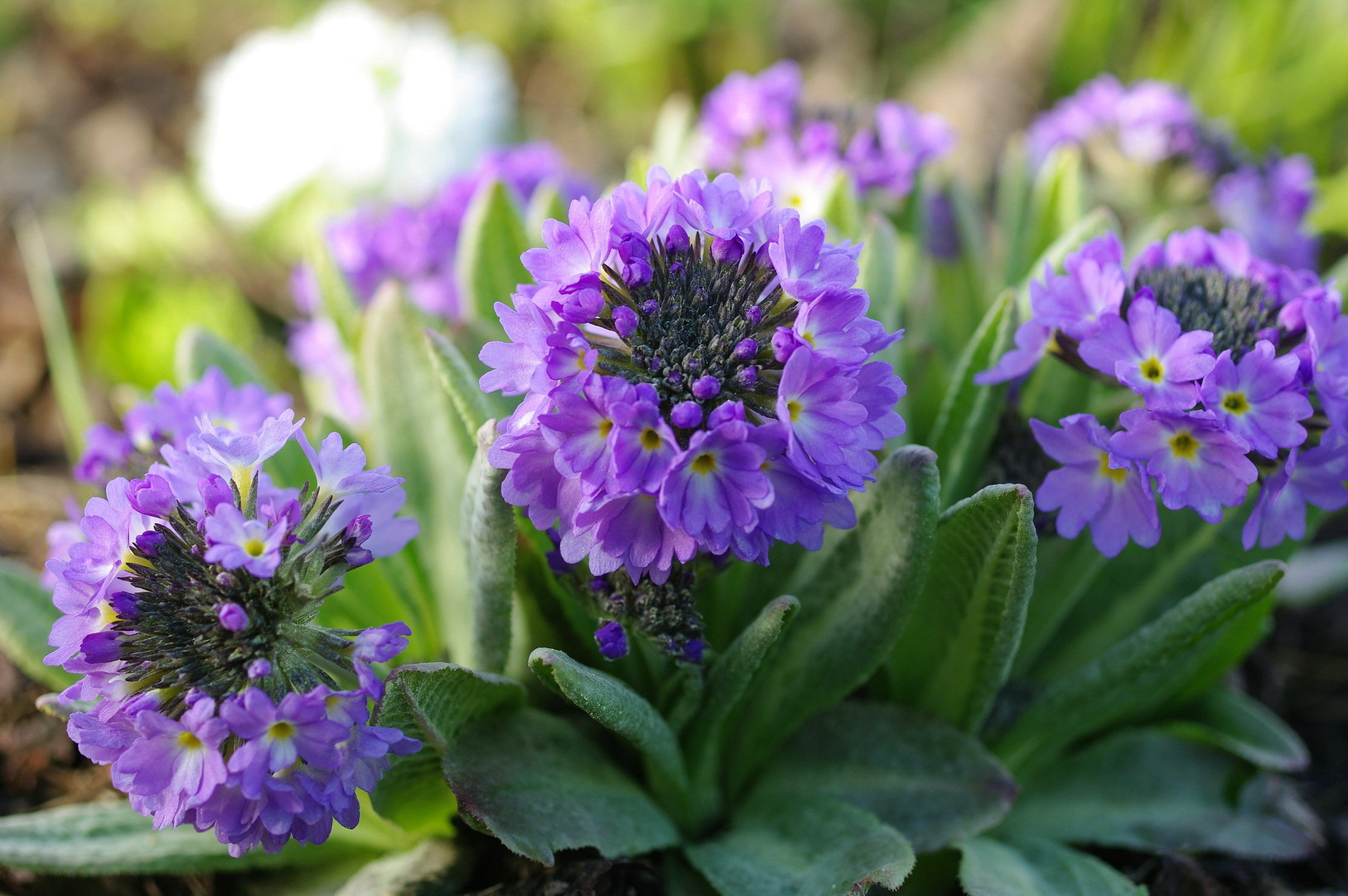 Примула (Primula) Lilac. Примула мелкозубчатая сиреневая. Примула Лавандовая. Примула мелкозубчатая Кашмериана.