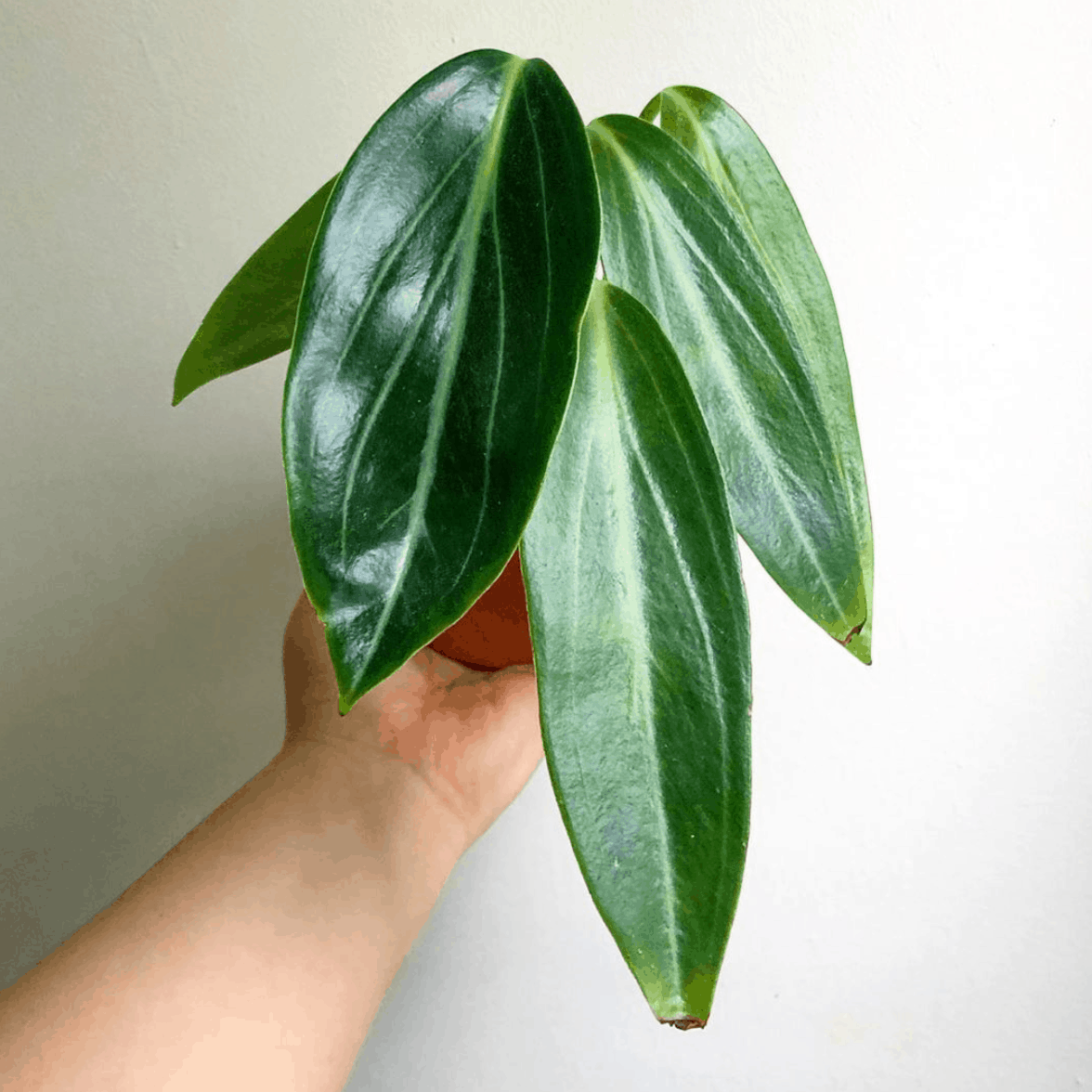 Филодендрон тортум фото взрослого растения