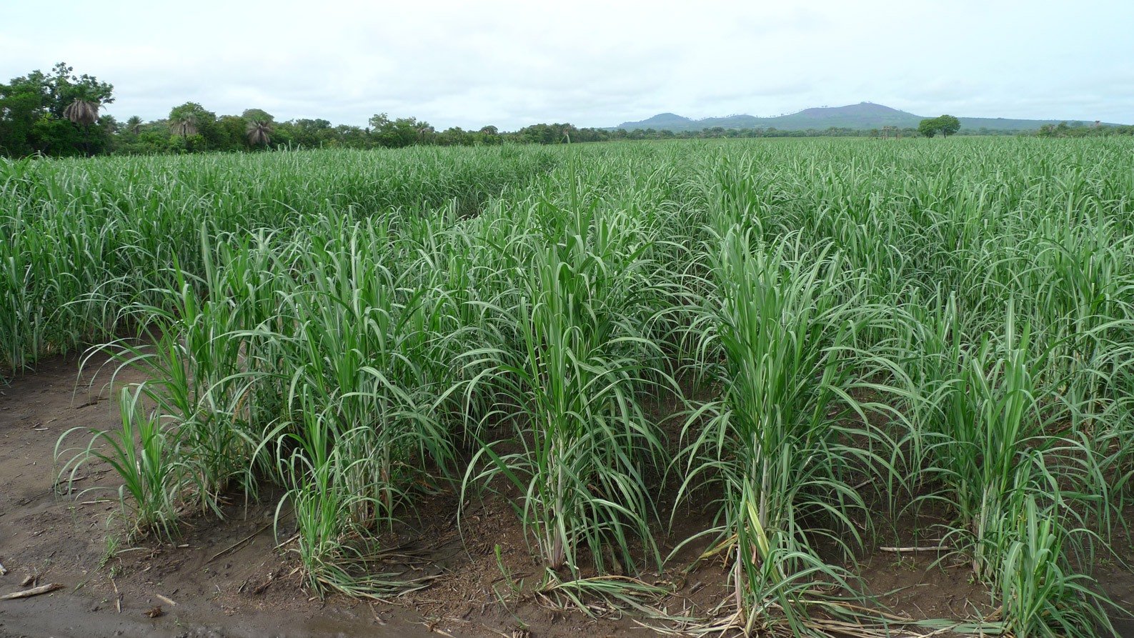 Сахарный тростник районы выращивания. Сахарный тростник растение. Тростниковый сахар растение. Сахарный тростник культивируемый. Сахарный тростник в Египте.