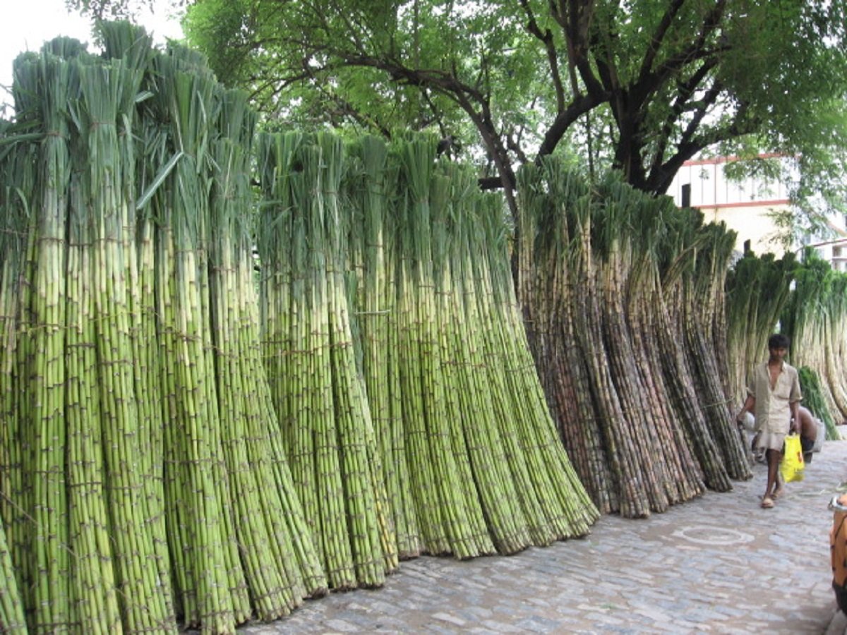 Бразилия сахарный тростник. Сахарный тростник в Индии. Сахарный тростник в Бразилии. Растение Индии сахарный тростник. Тростниковый сахар Бразилия.