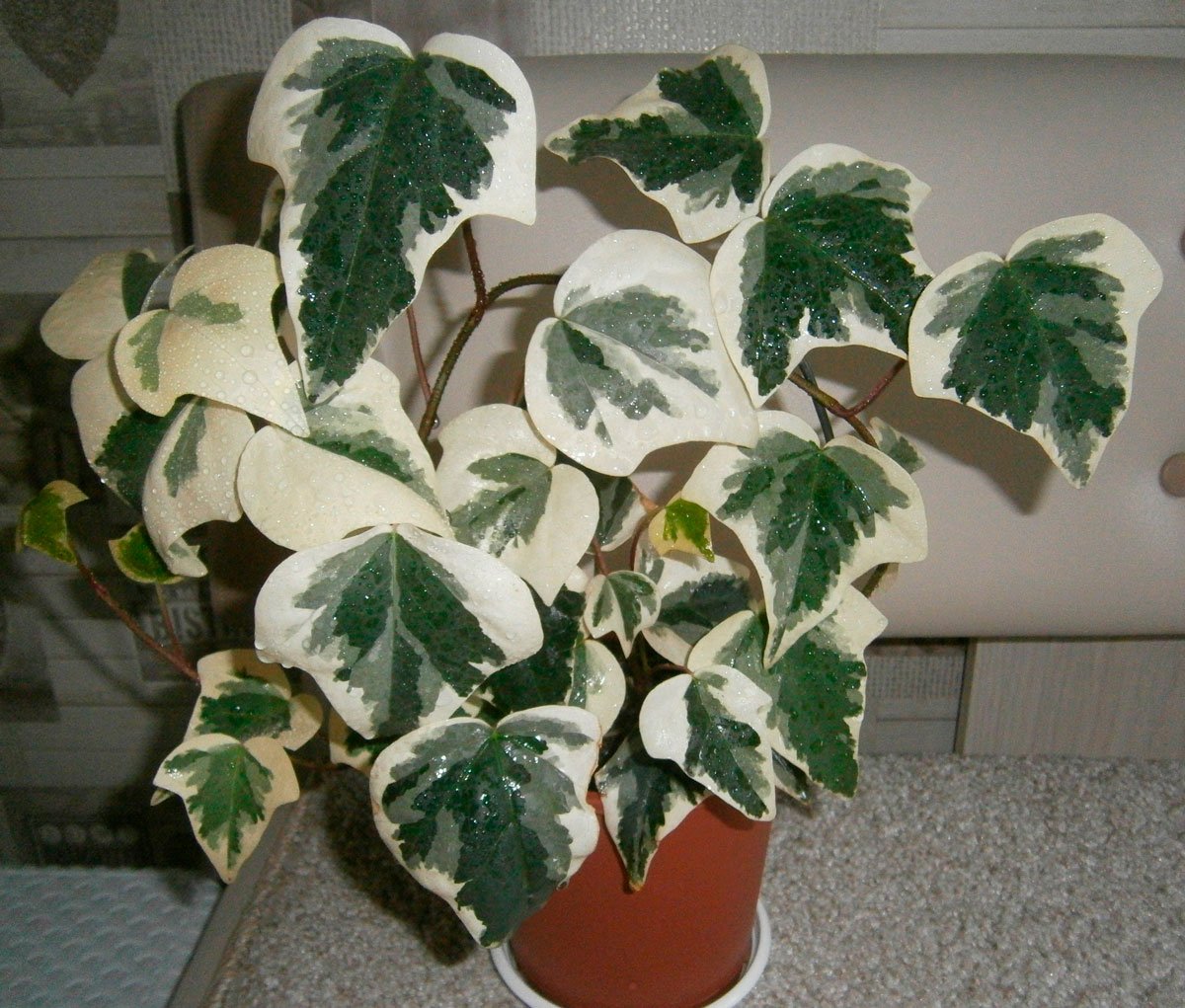 Плющ Hedera Helix листья