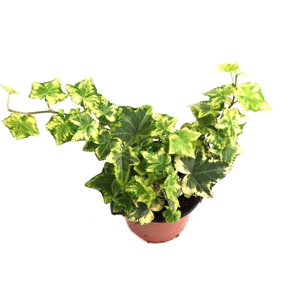 Плющ Hedera Helix листья