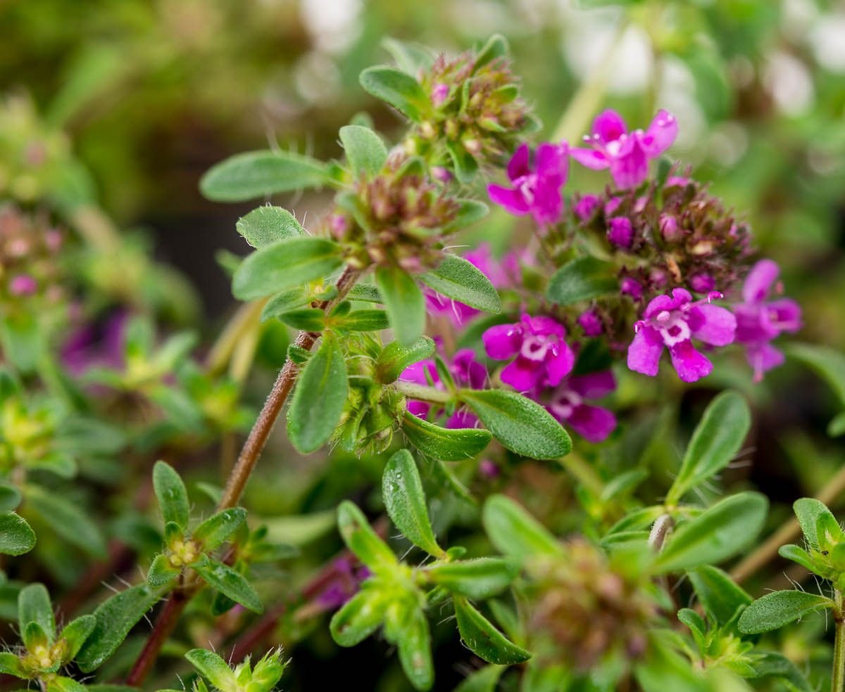 Тимьян сайт. Тимьян Creeping Red. Thymus serpyllum. Тимьян ползучий (Thymus serpyllum). Чабрец крипинг ред.