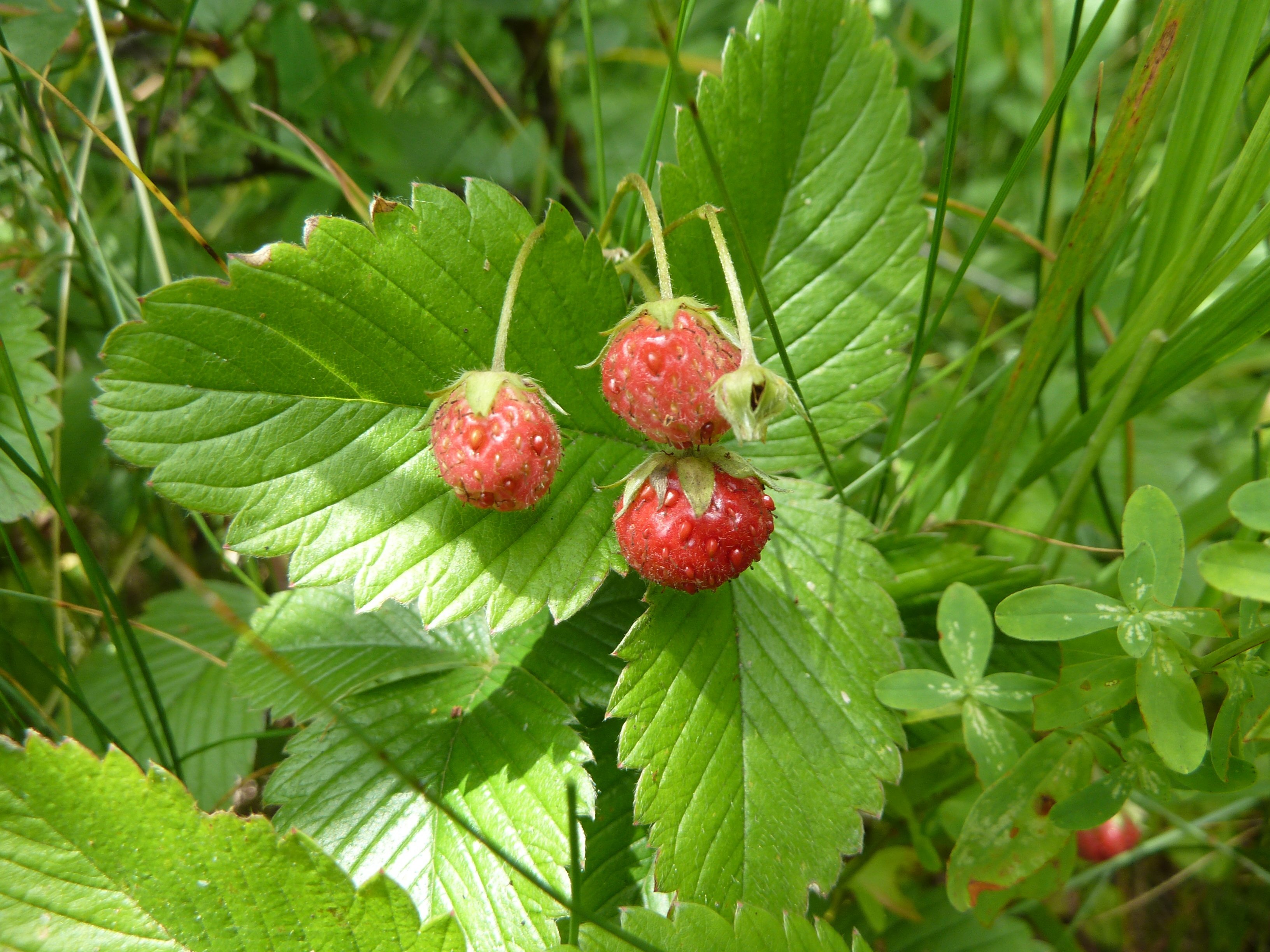 Земляника на лугах. Fragaria viridis. Земляника Полуница. Земляника Лесная и зеленая. Клубника Лесная, Полуница.