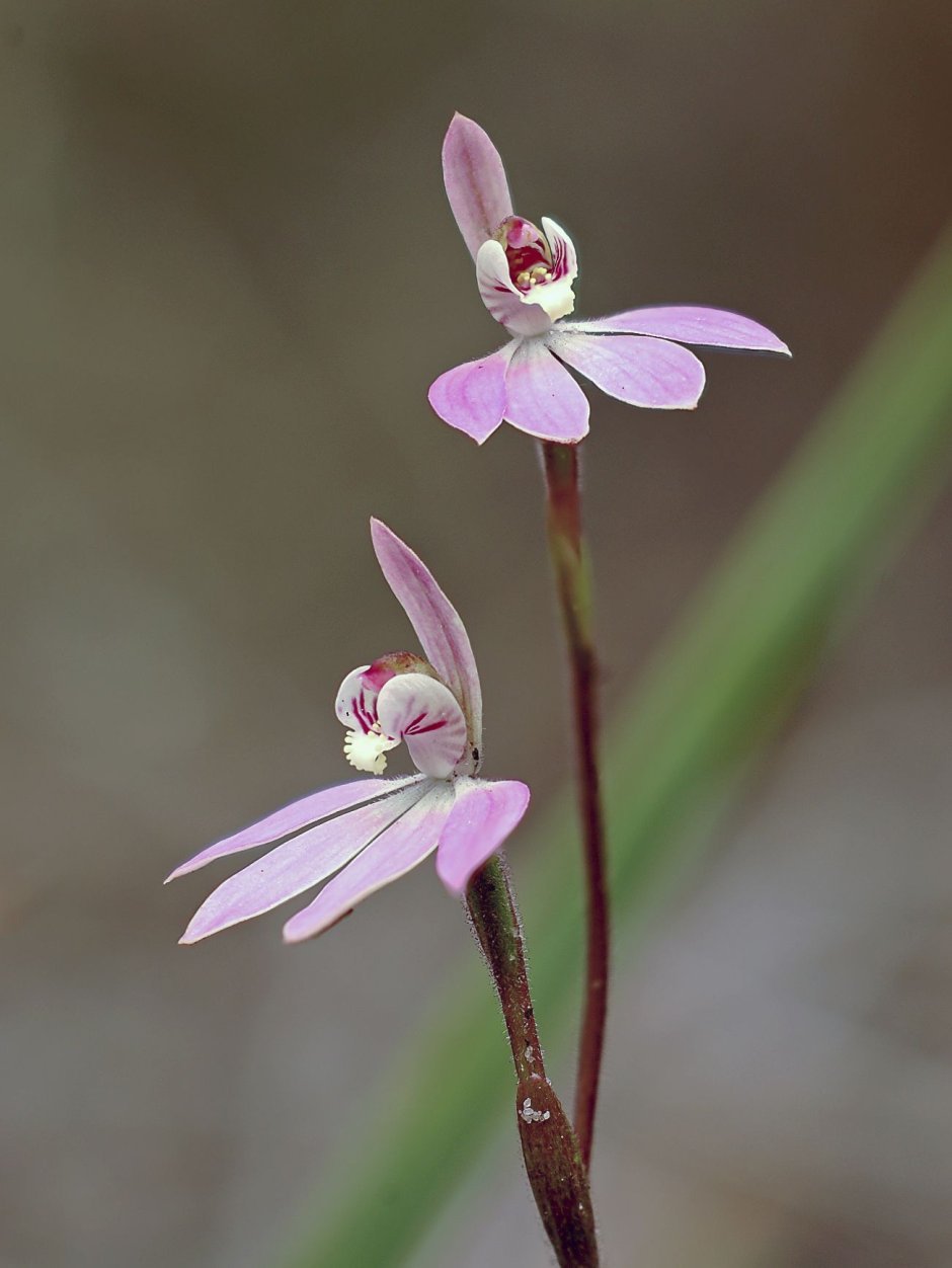 Орхидея балерина Caladenia melanema