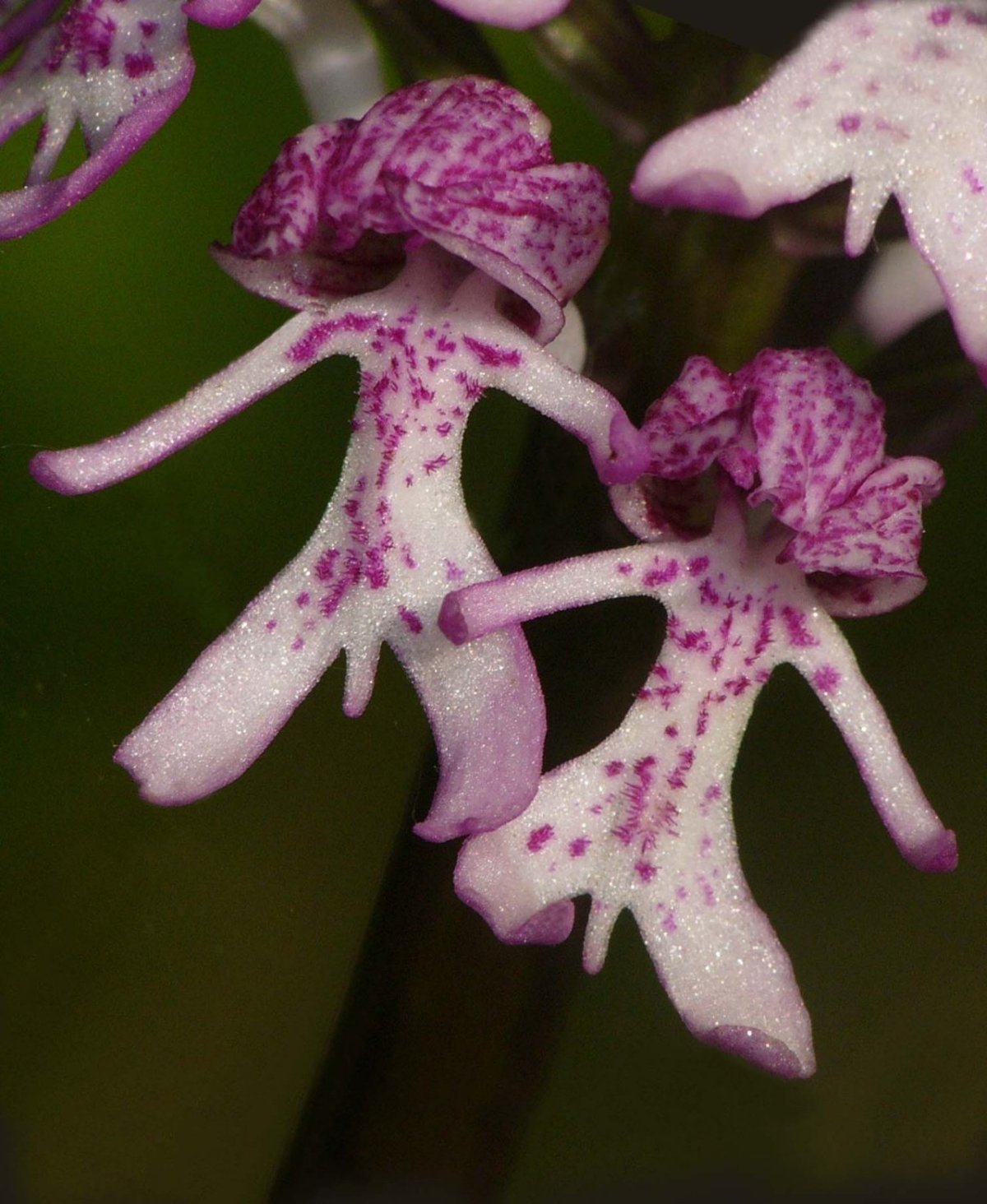 Орхидея балерина Caladenia melanema