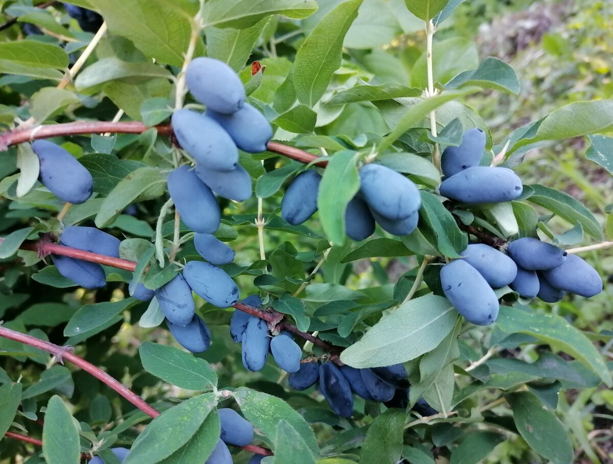 Жимолость не съедобная куст