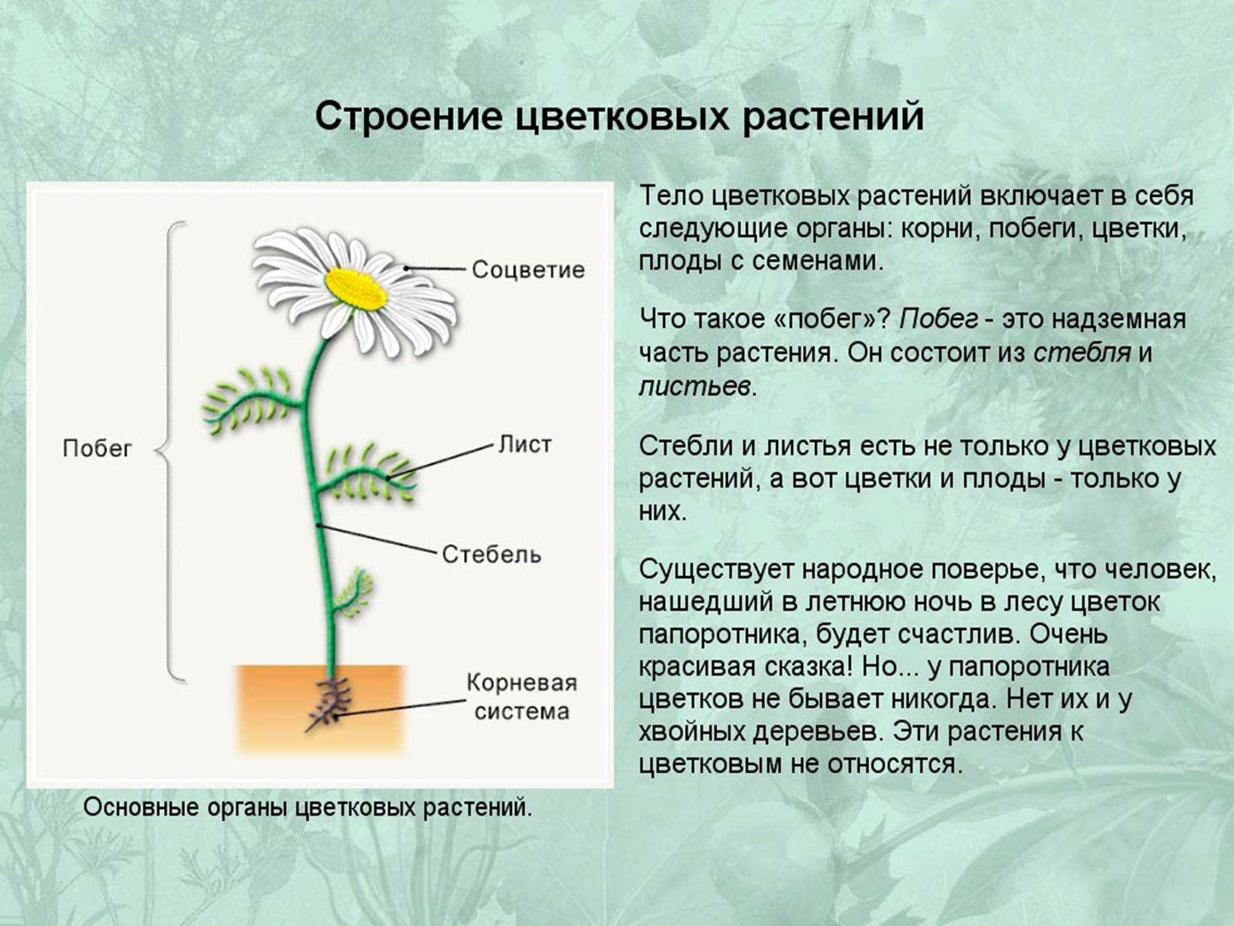 Что обозначено на рисунке цветкового растения