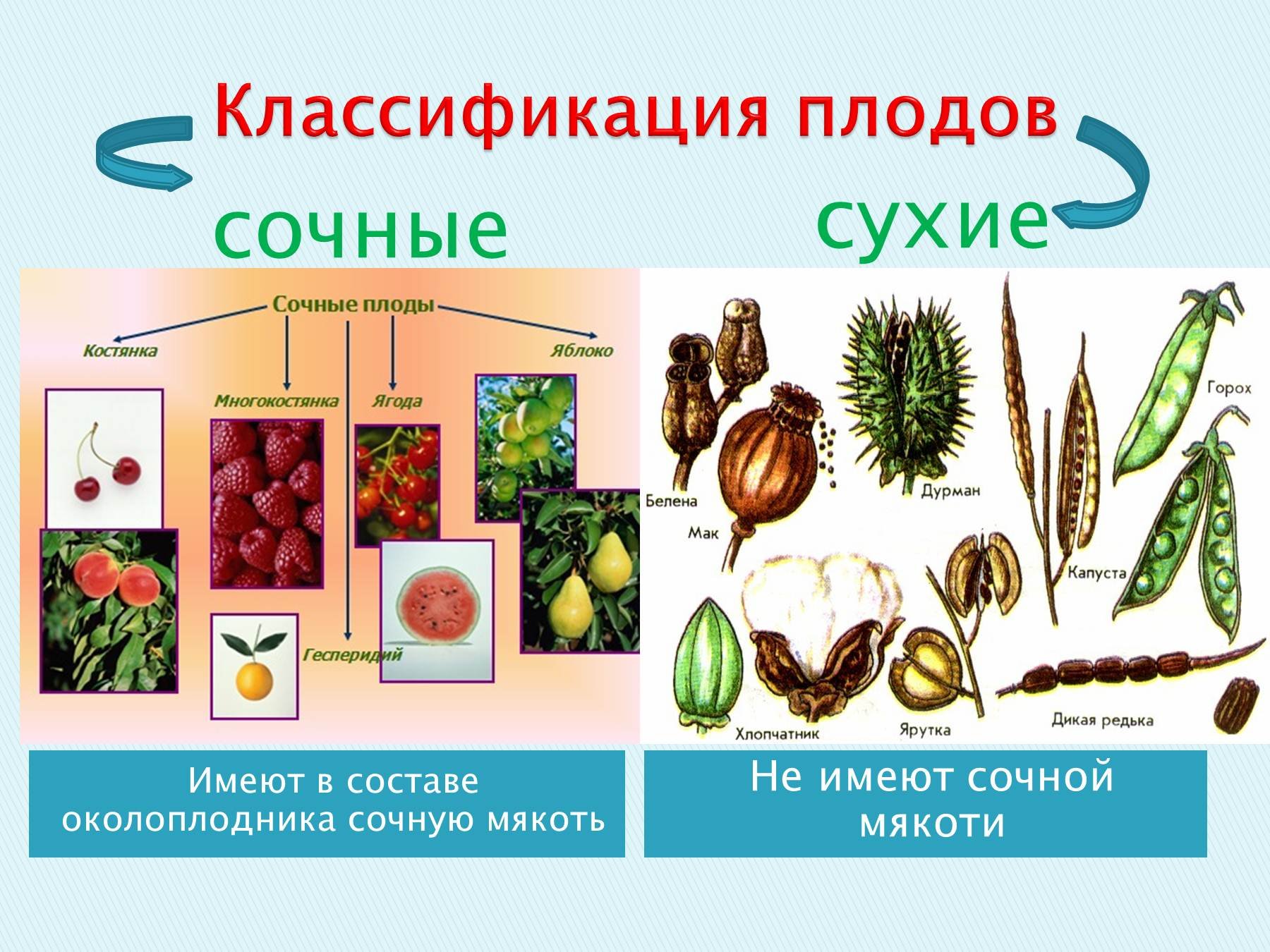 Плодовые Растения Примеры