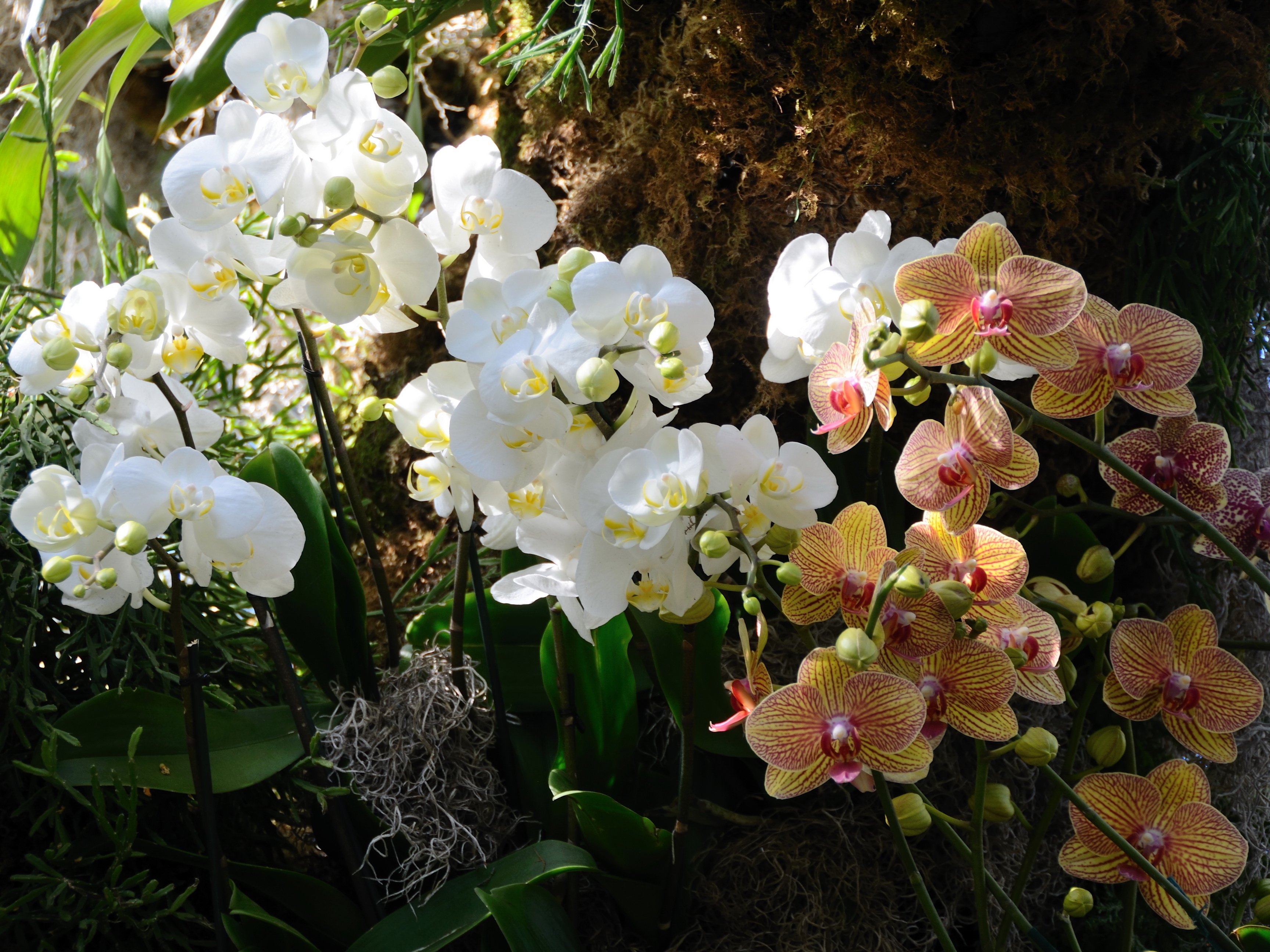 Орхидеи в природе фото. Орхидея Гарден. Орхидея Лансберген. Садовый цветок фаленопсис. Орхидные тропики.