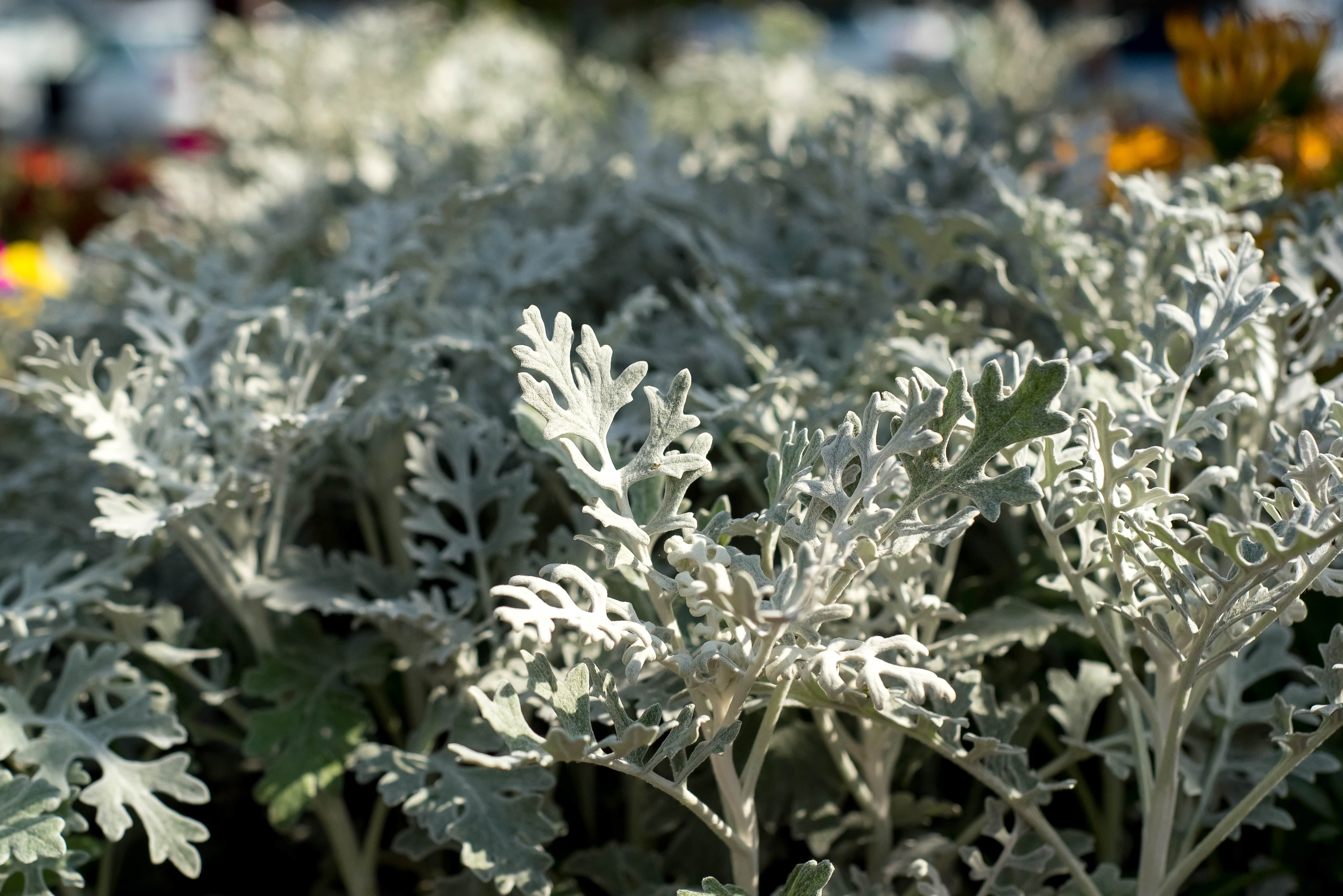 Цинерария Приморская cineraria maritima