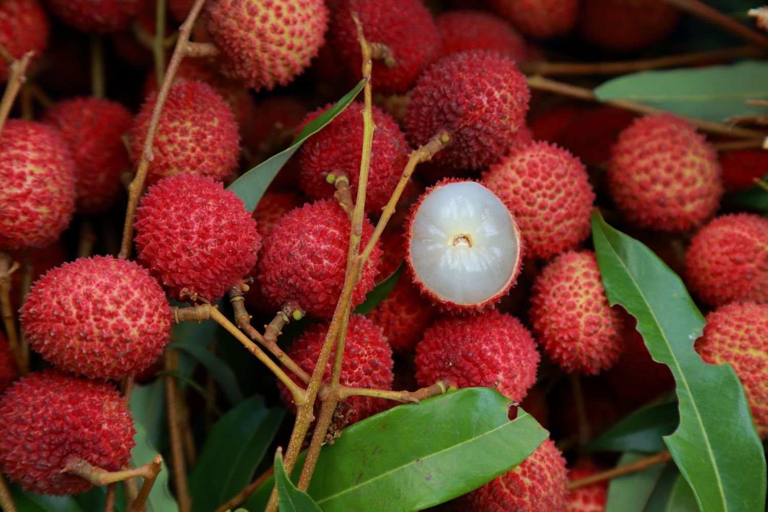 Litchi Fruit