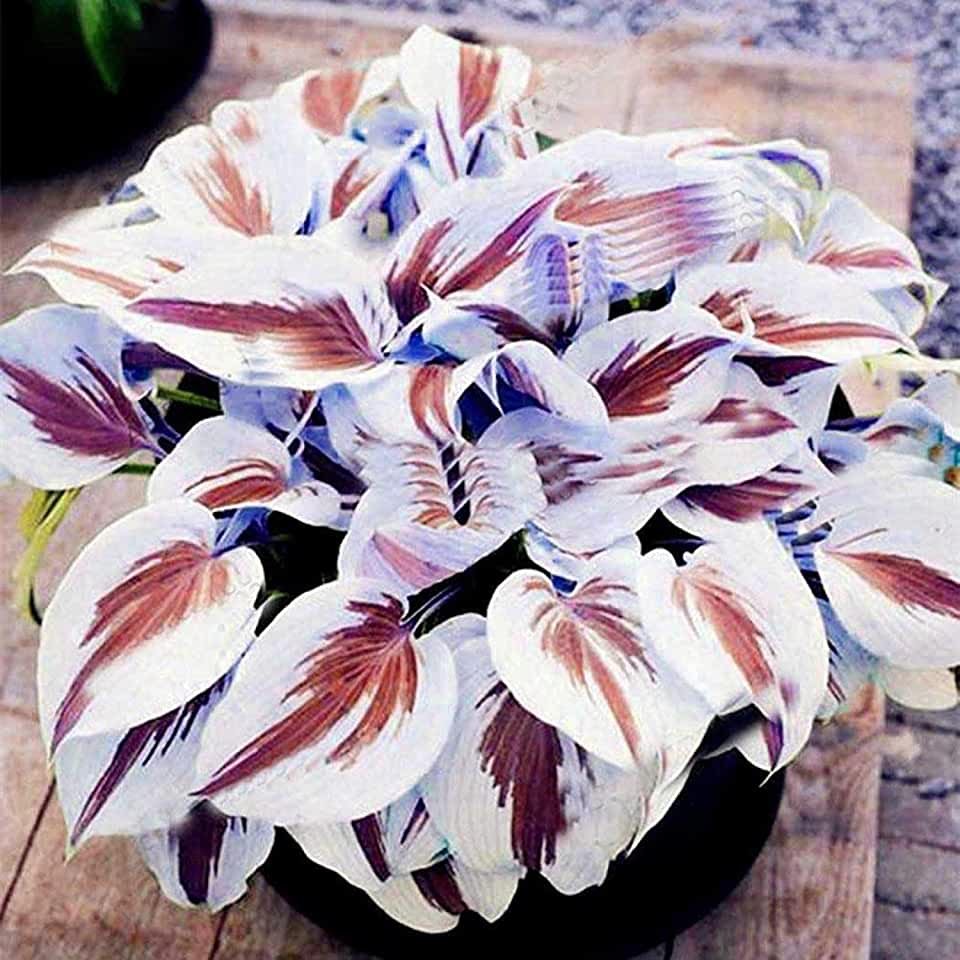 Хоста Red Hostas