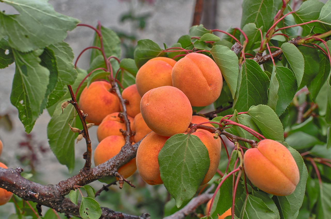 Apricots – абрикосы