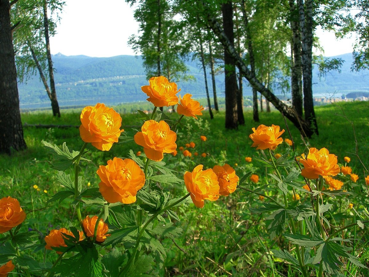 Купальница азиатская Байкал