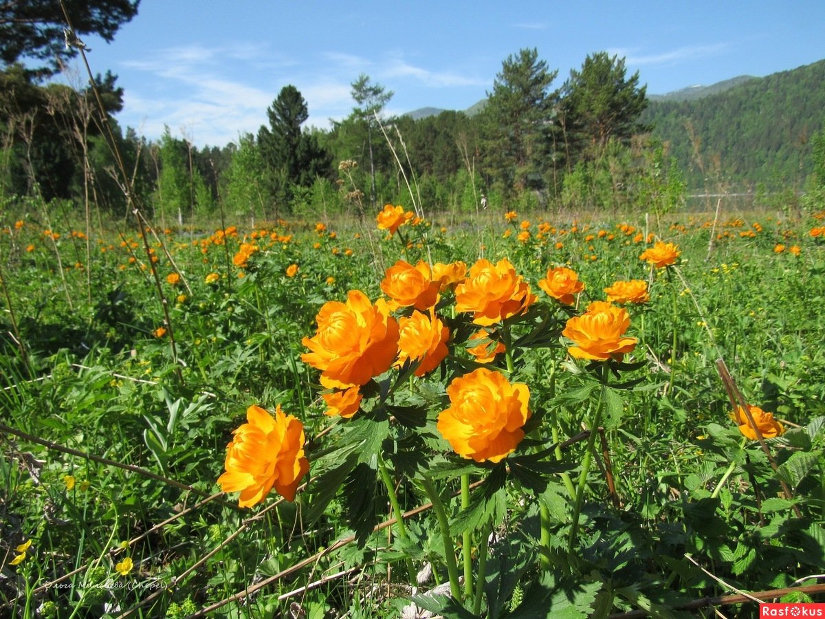 Купальница цветок Сибирская