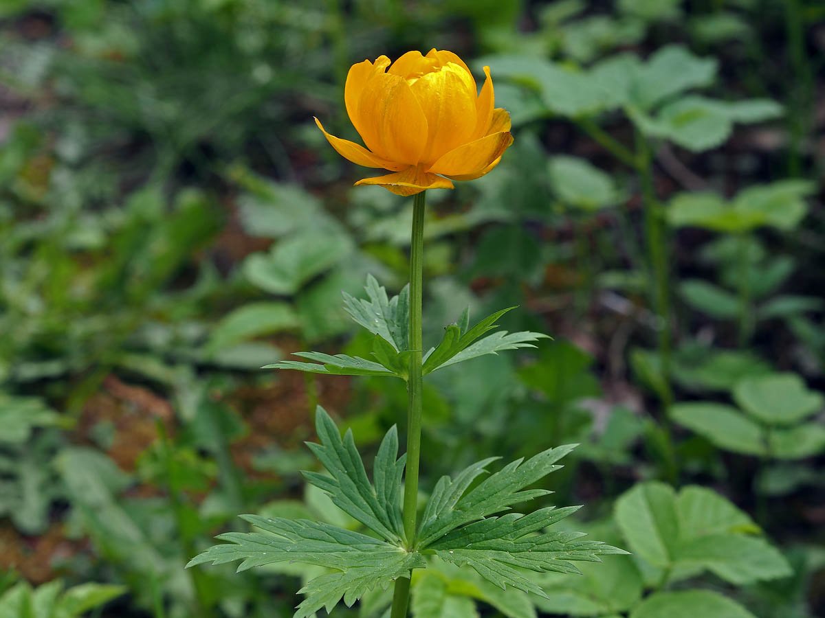 Купальница азиатская Trollius asiaticus