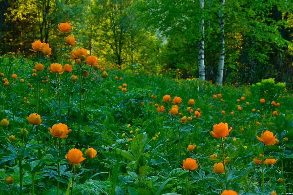 Купальница Сибирская огонек