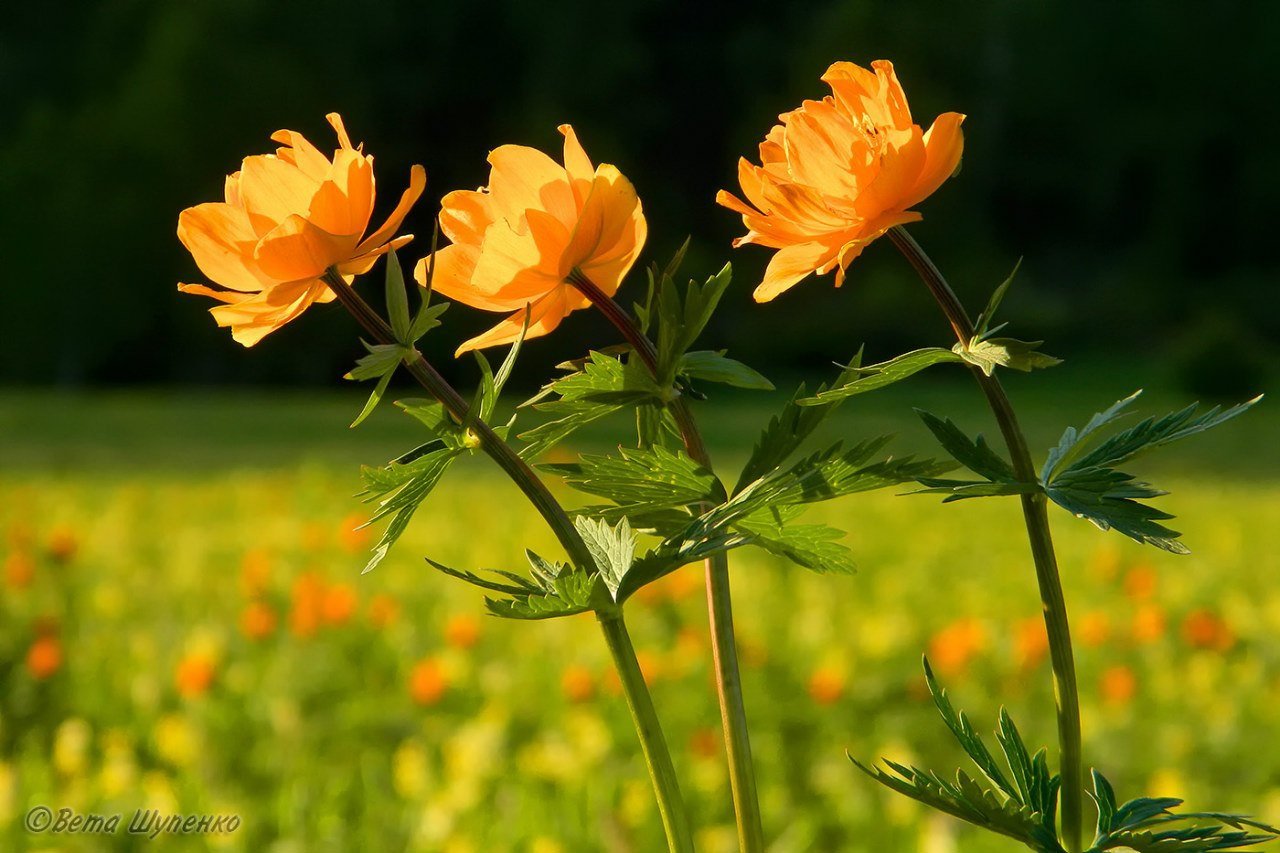 Trollius komarovii