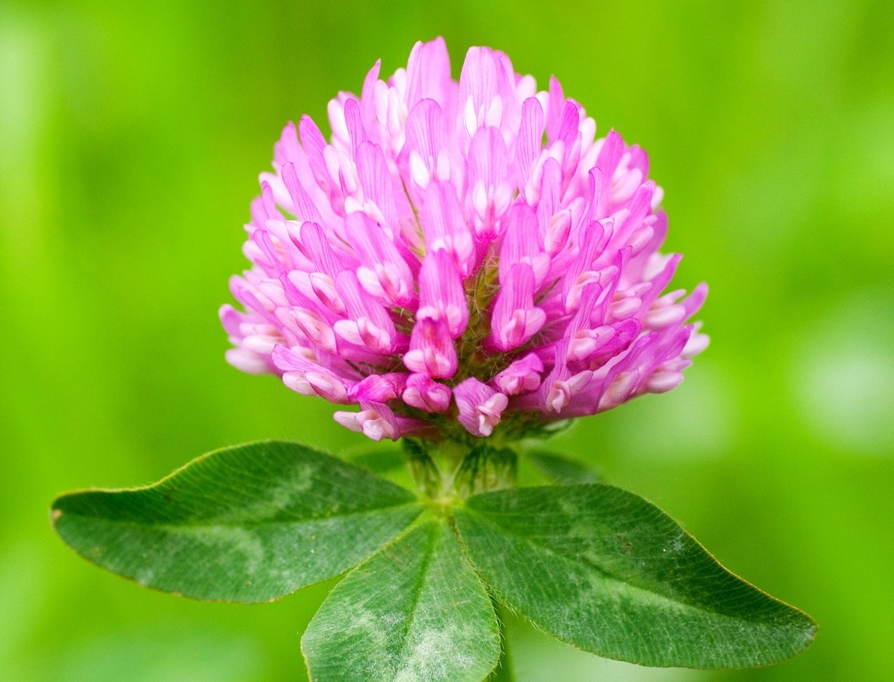 Красный Клевер Trifolium pratense